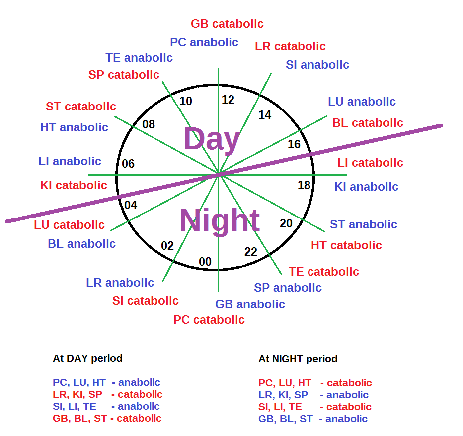 Day-Night_metabolism3